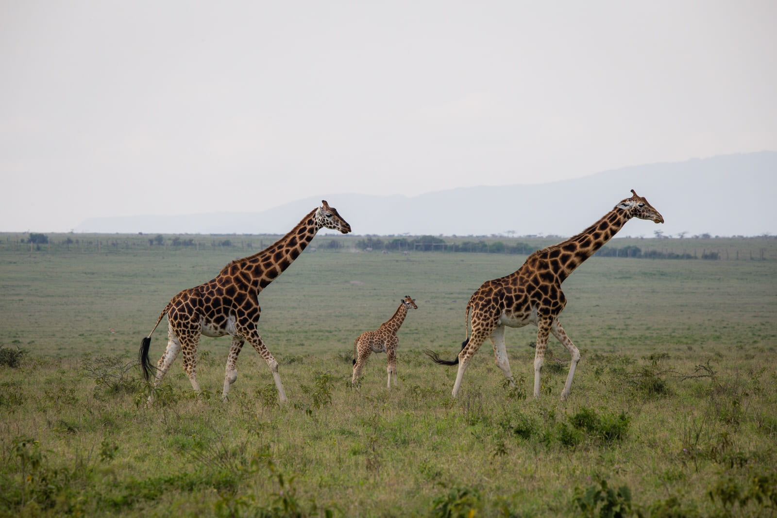 Giraffes in formation, including a baby in Lake Nakuru!