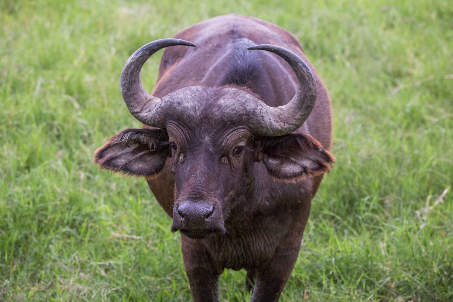 Water buffalo! One of the Big 5 in Lake Nakuru.