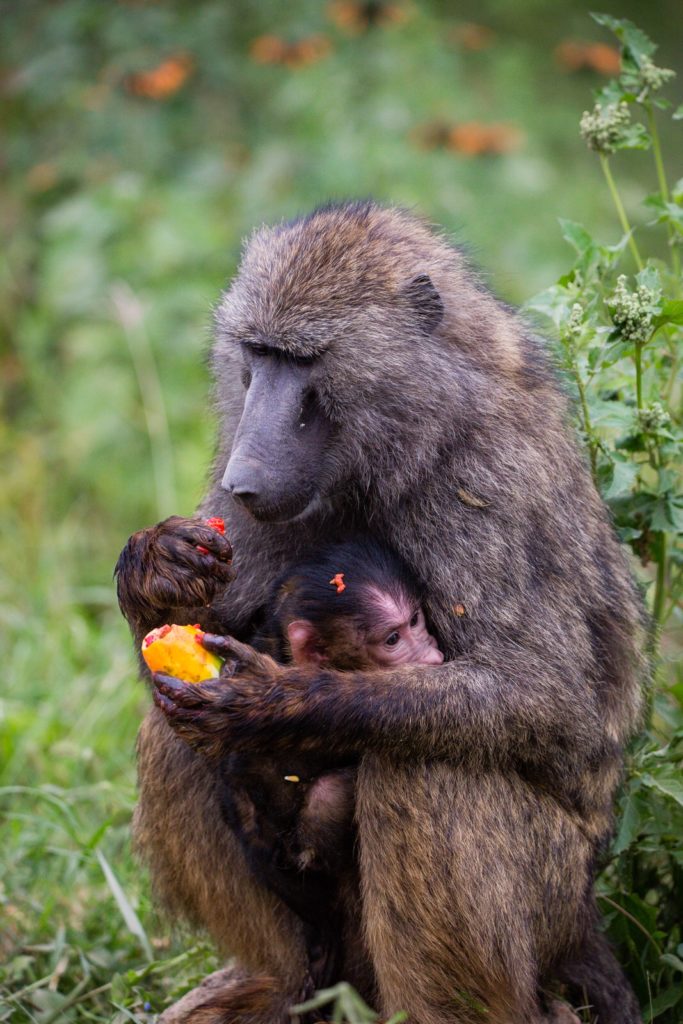 There were lots and lots of baboons - the best was seeing a baby cradled in Lake Nakuru.