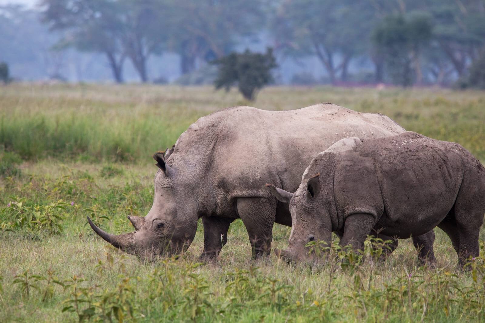 Mama and baby white rhinos grazing in Lake Nakuru.