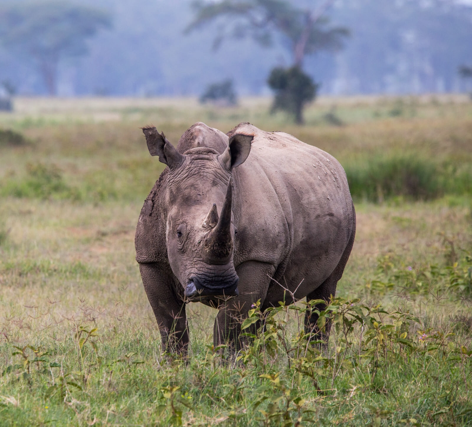 Look at the horn on the white rhino in Lake Nakuru!
