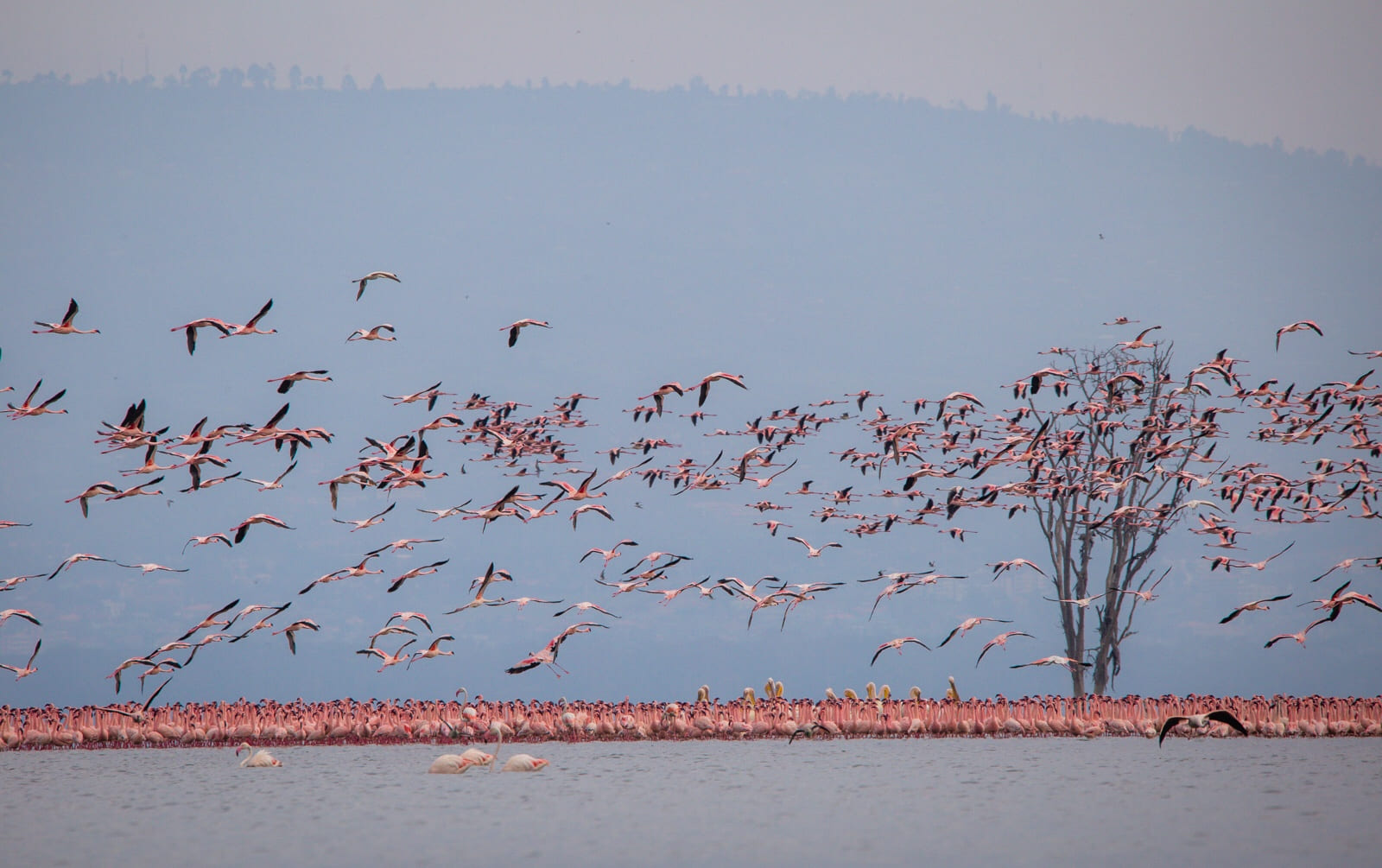 Countless flamingos in Lake Nakuru.