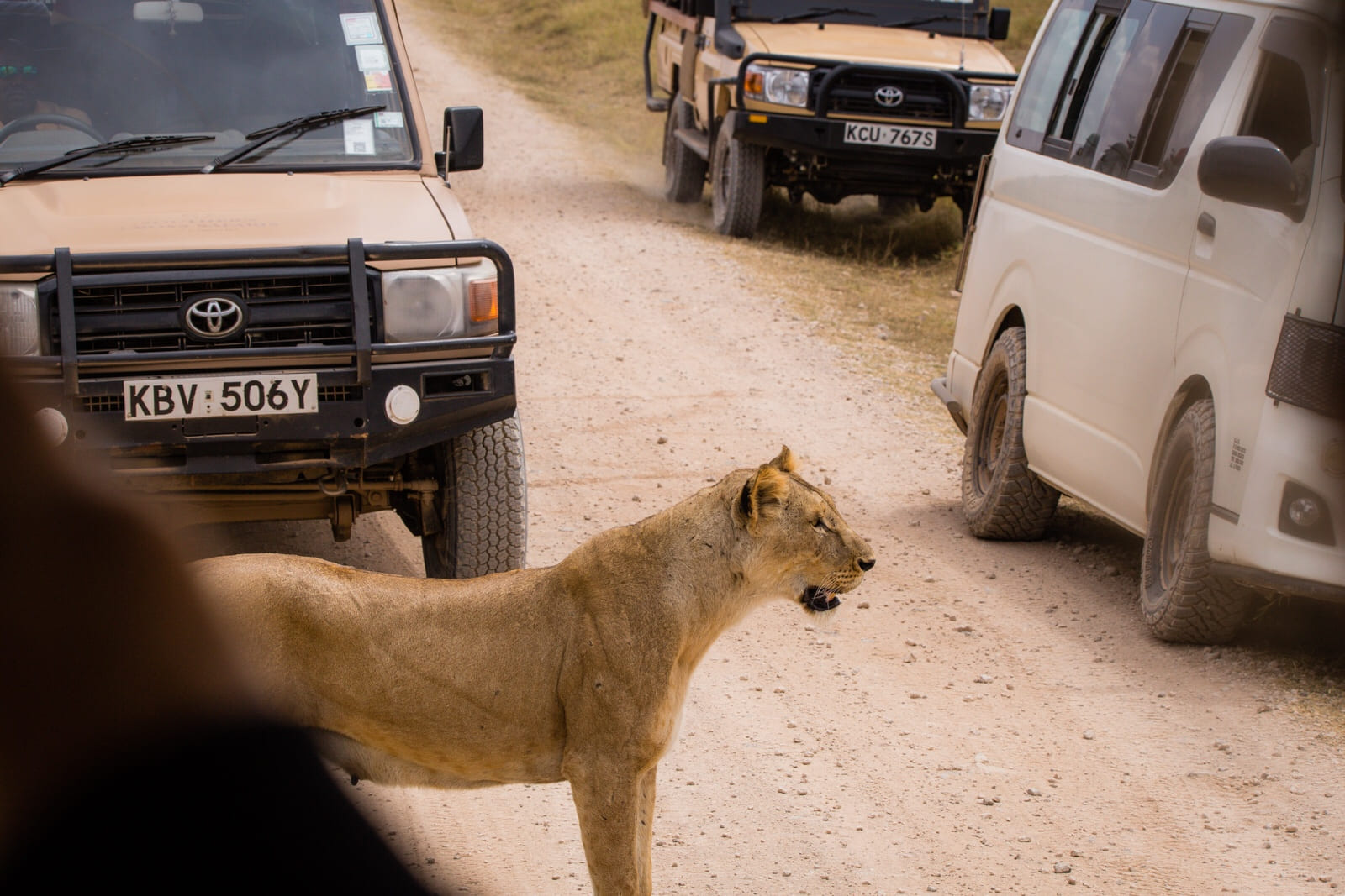 The same female lion stopped in the middle of the road in Amboseli, not at all bothered by all the safari vans.