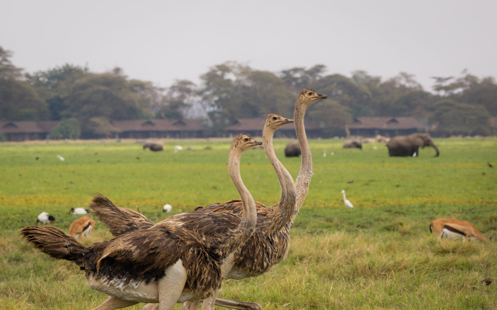 Three ostriches lined up perfectly in Amboseli.