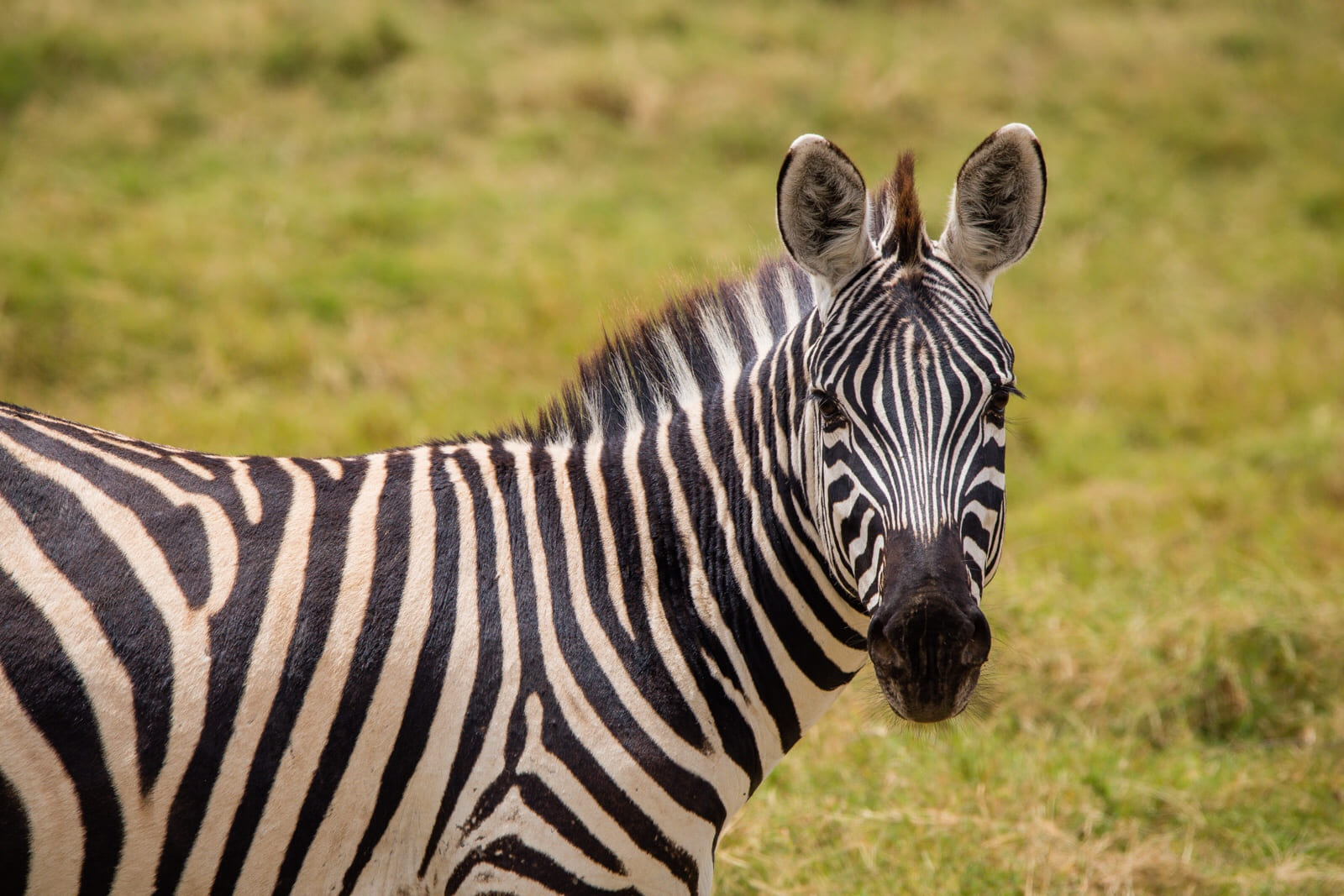 We could look at the stripes on a zebra’s body forever.