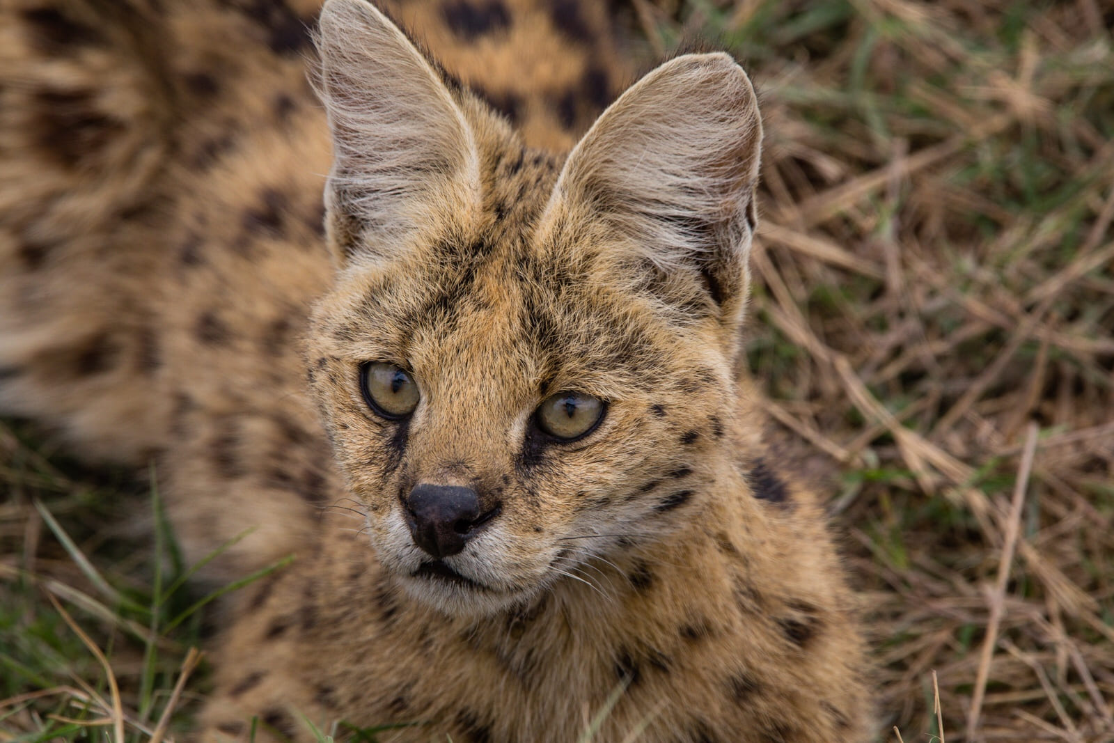Serval cat in Amboseli - like a mini leopard!