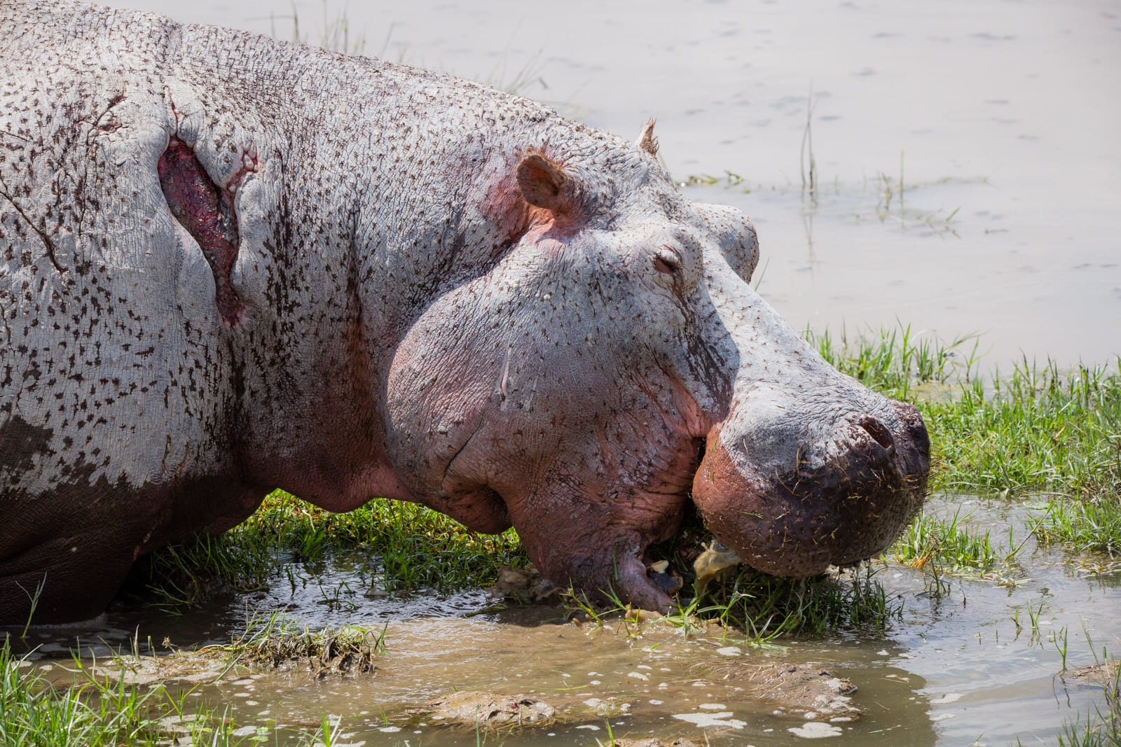 A hippo having lunch in Amboseli. Note the scar on its neck from a previous fight.