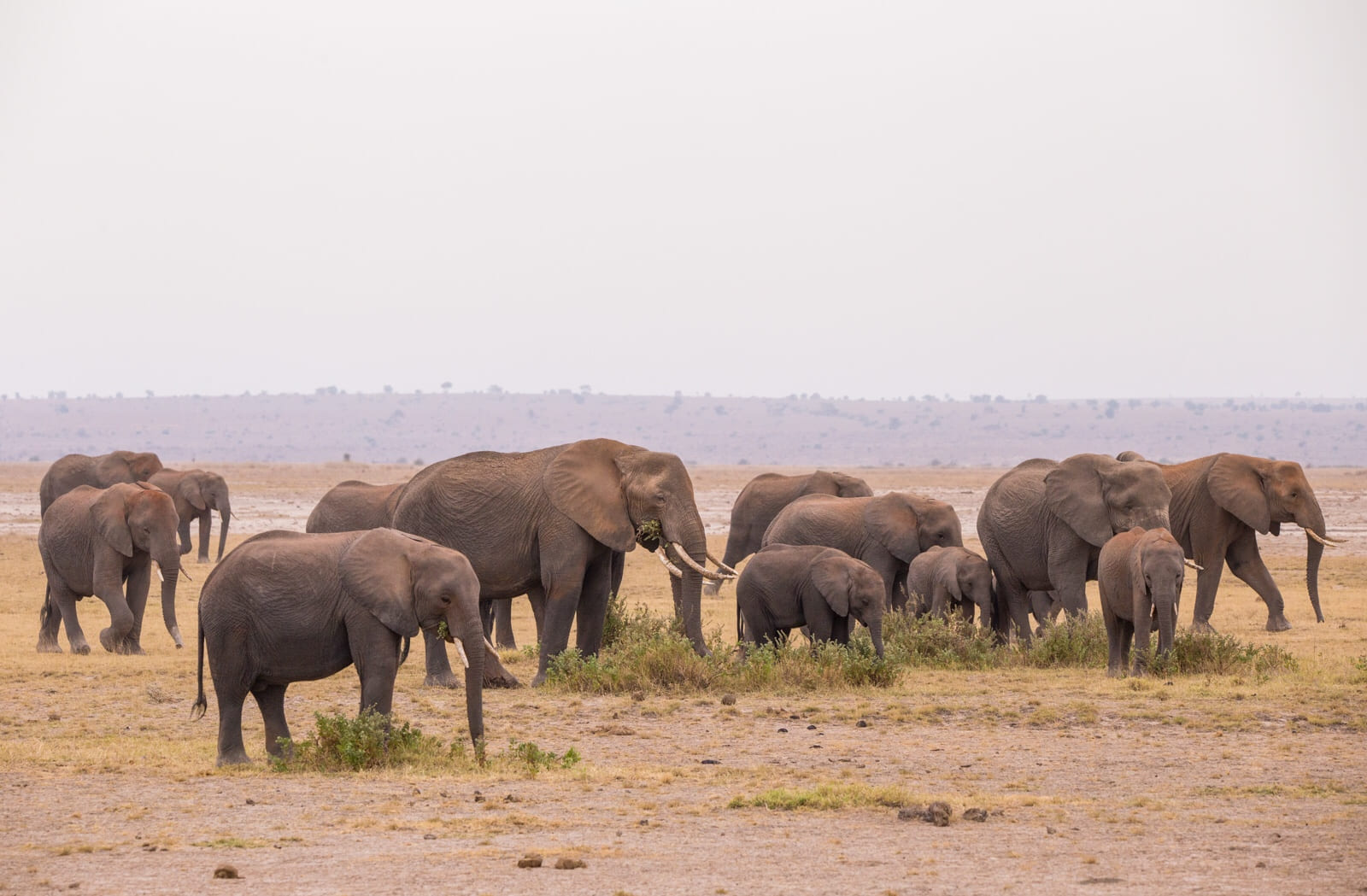 A whole family of elephants in Amboseli, there were so many!