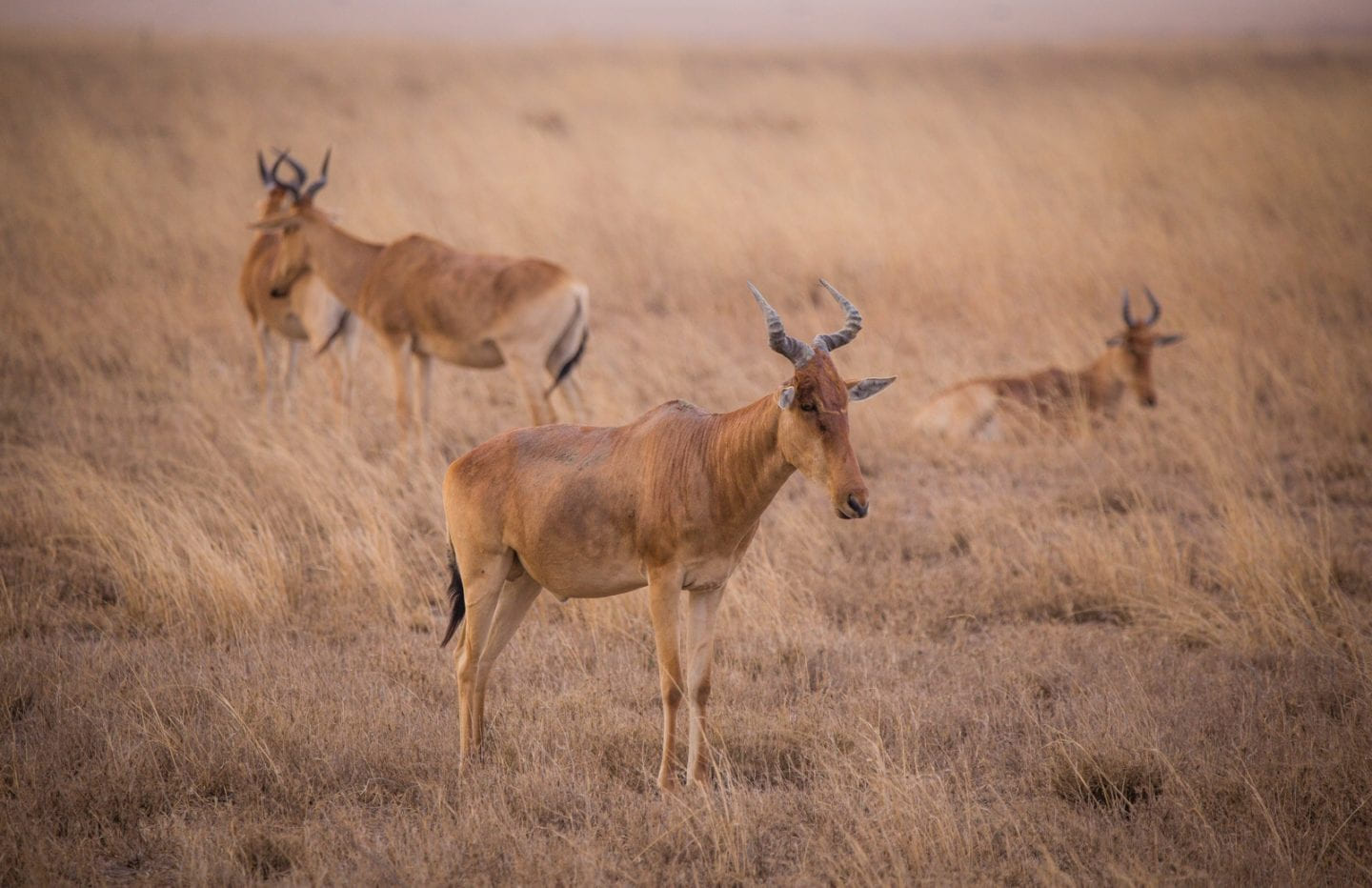 Hartebeest in the Serengeti.
