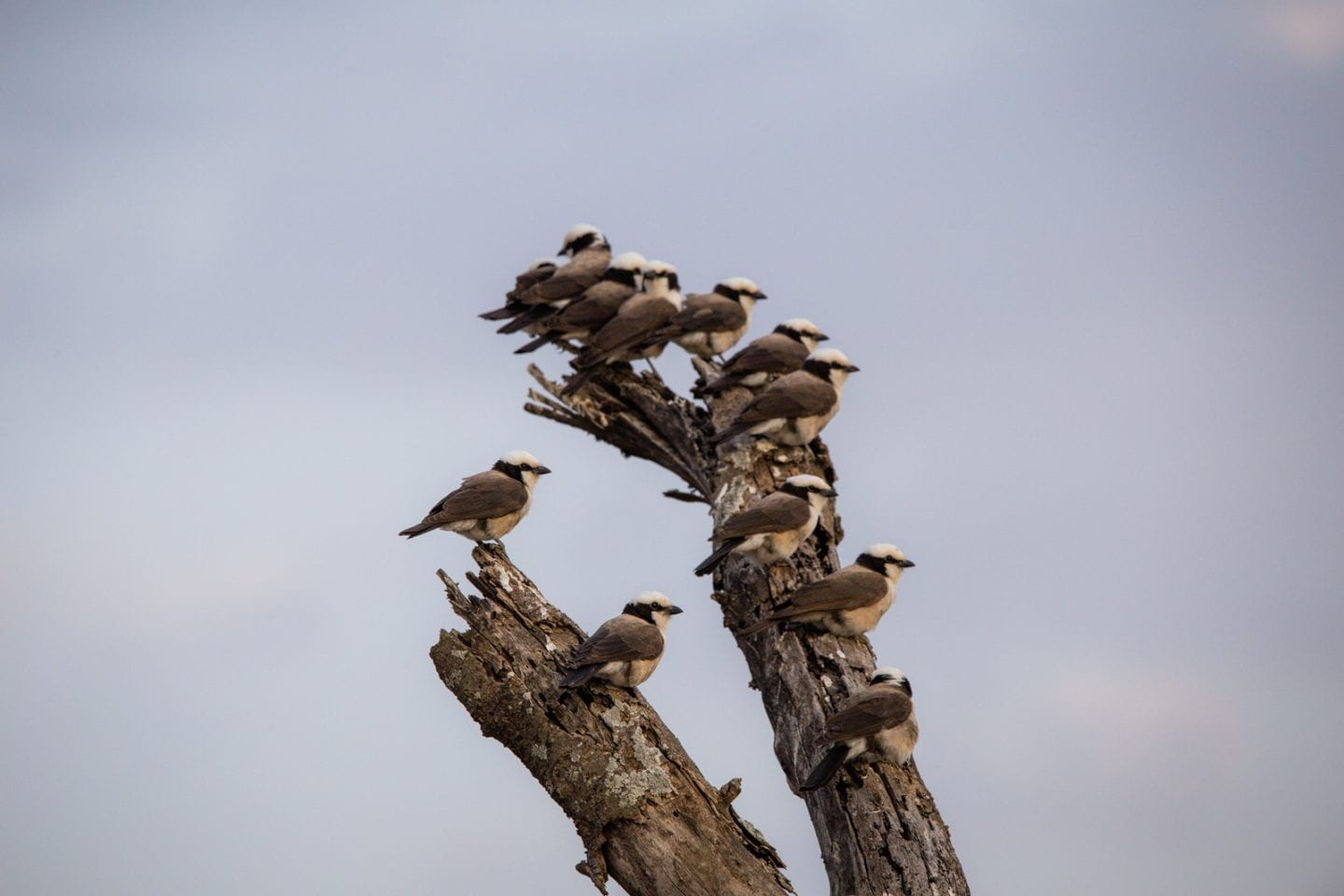 So many birds perched on a tree branch.