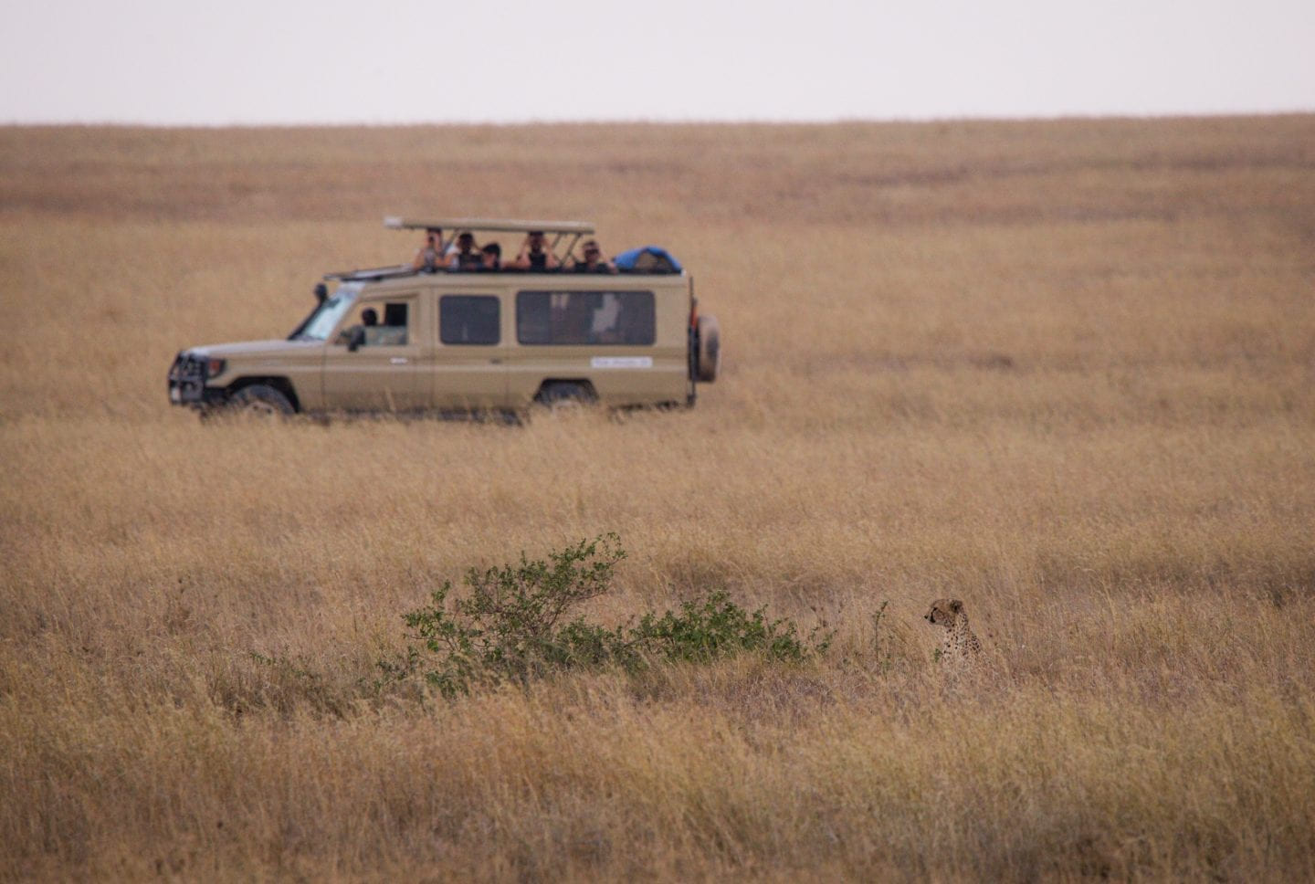 A cheetah and humans in the middle of the Serengeti.