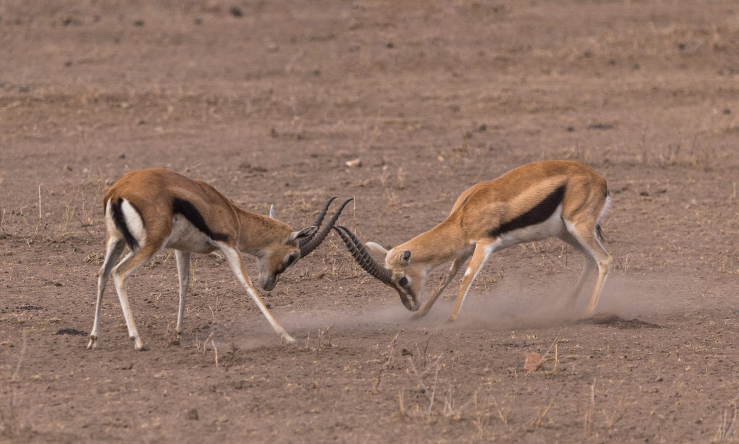 Male gazelles fighting in the Serengeti.
