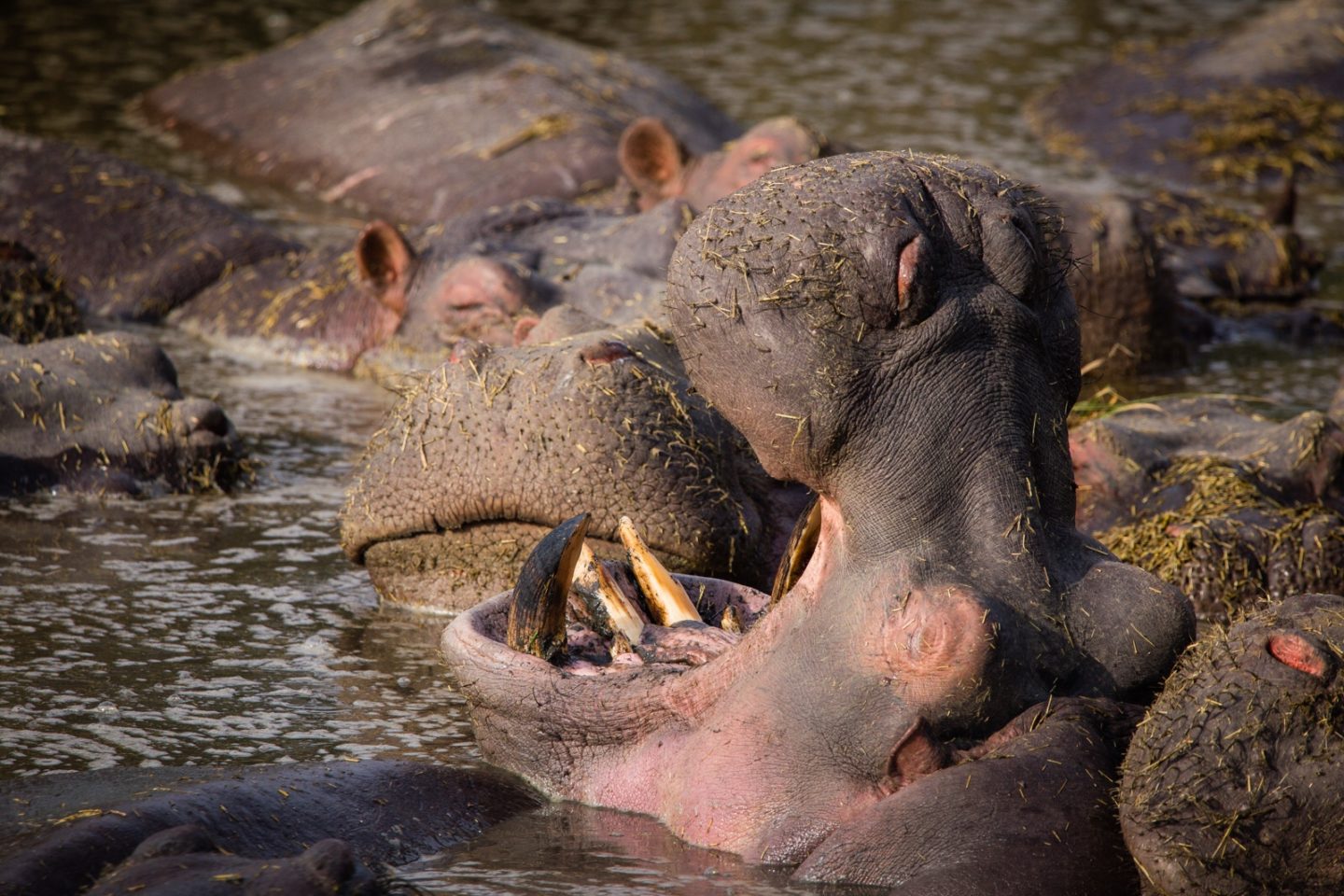 Hippo yawning in the Serengeti.