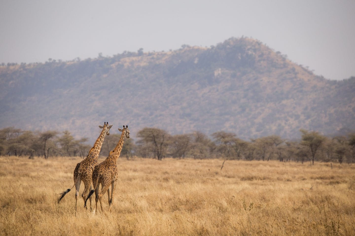 Giraffe pair walking into the distance in the Serengeti.
