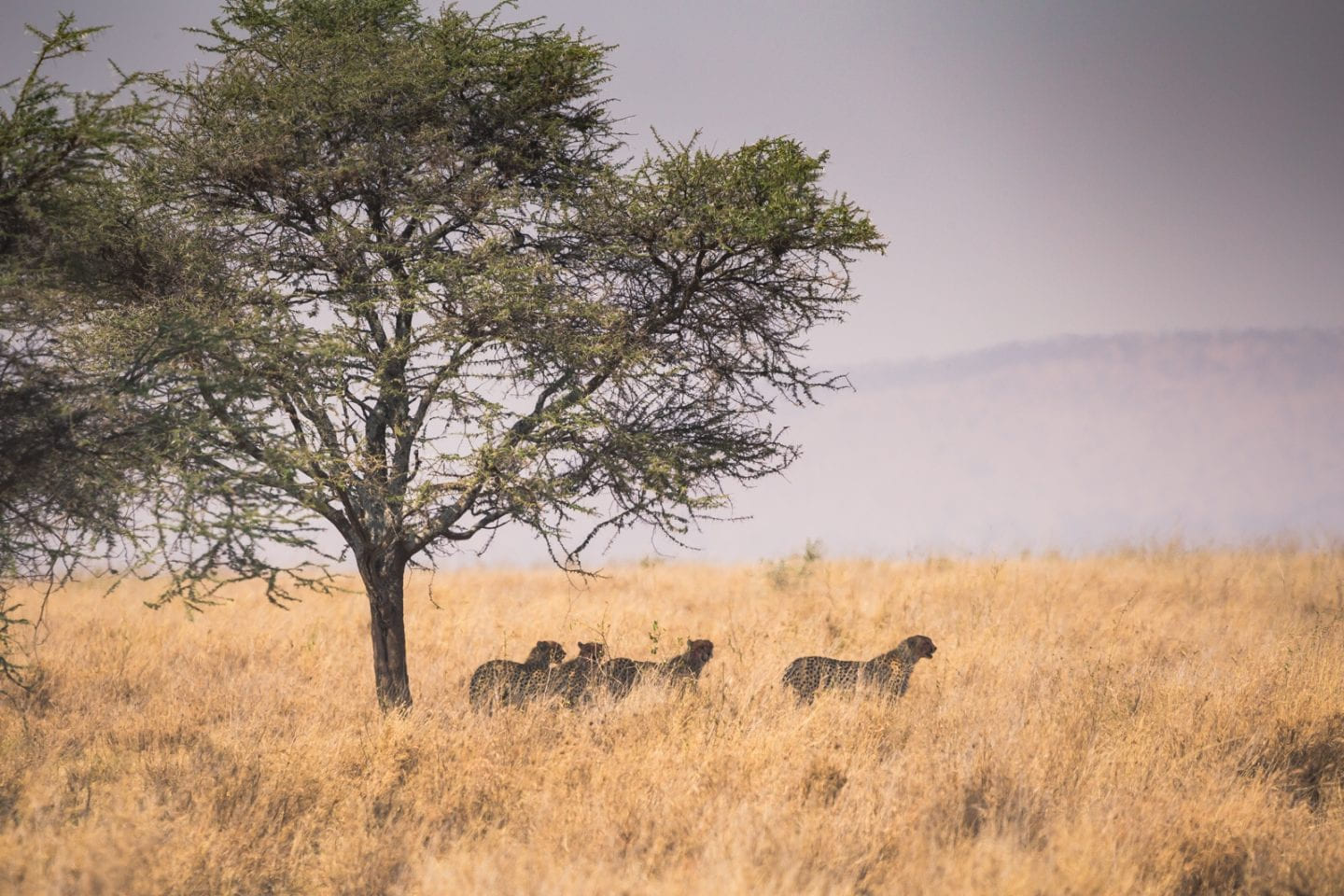 Groups of cheetahs feasting on a kill. You can see a faint red color on their faces.