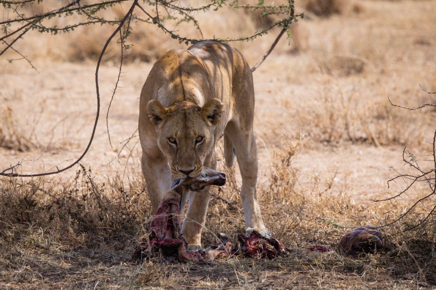 Female lion finishing off a gazelle carcass in the Serengeti.