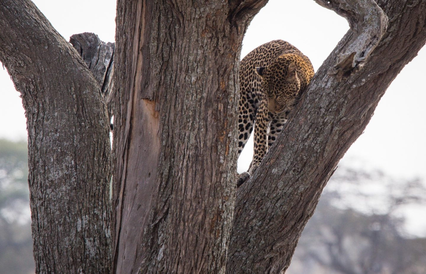 Leopard scratching itself on the tree in the Serengeti.