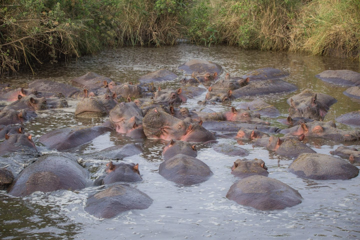 Hippo pool with a giant group of hippos in the Serengeti.