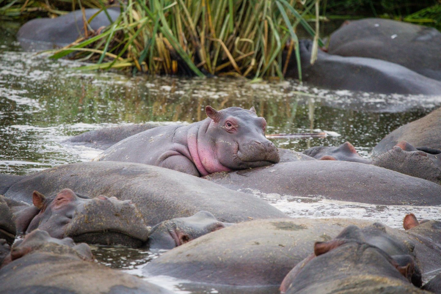 Baby hippo lounging on top of another hippo in the Ngorongoro crater.
