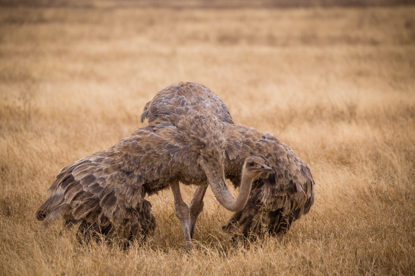 Ostrich opening its wings for us in the Ngorongoro crater.