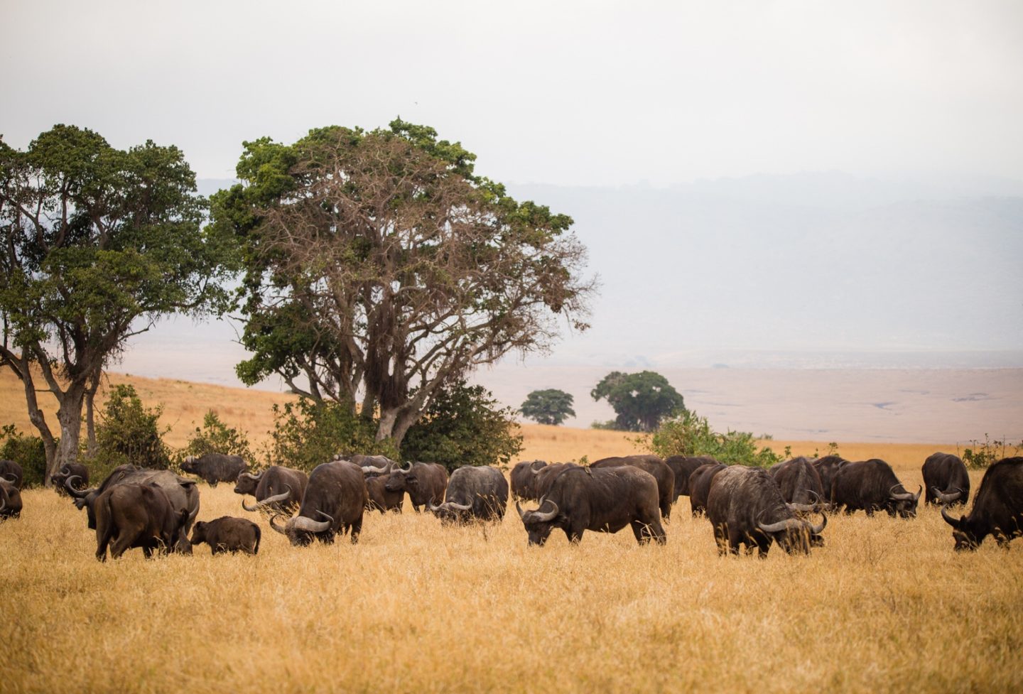 Herd of buffalos in the Ngorongoro crater.