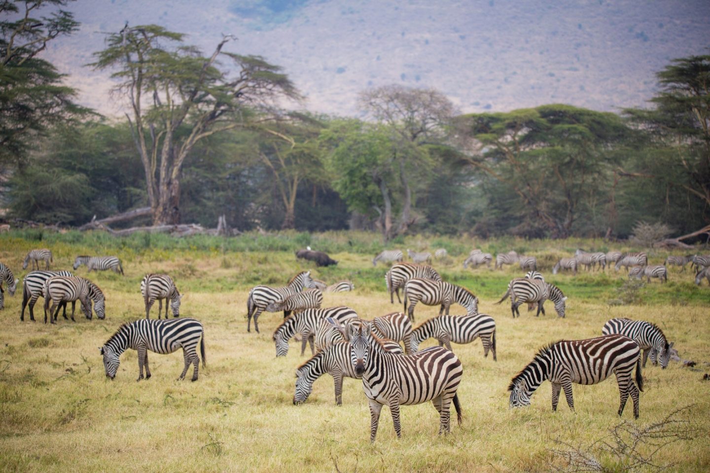 Herd of zebras in the Ngorongoro crater.
