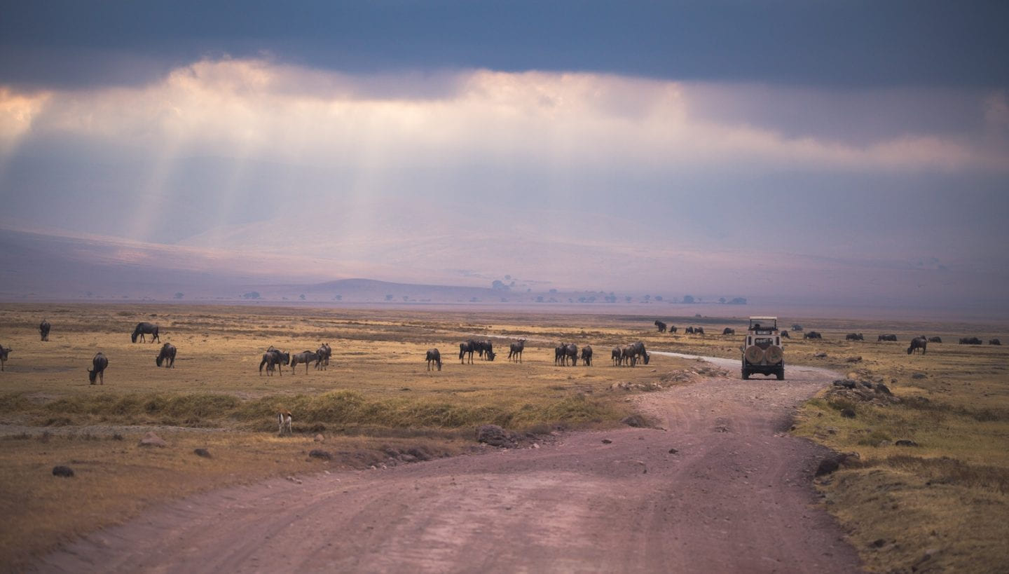 Safari vehicle next to a herd of wildebeest in Ngorongoro crater.