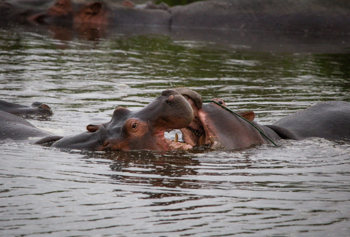Hippo fight in the Ngorongoro crater.