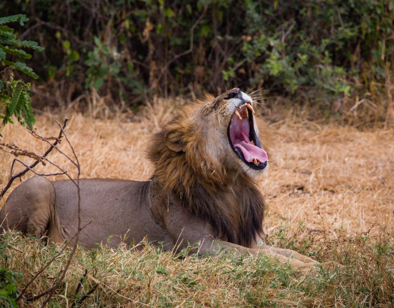 Male lion yawning in Lake Manyara.