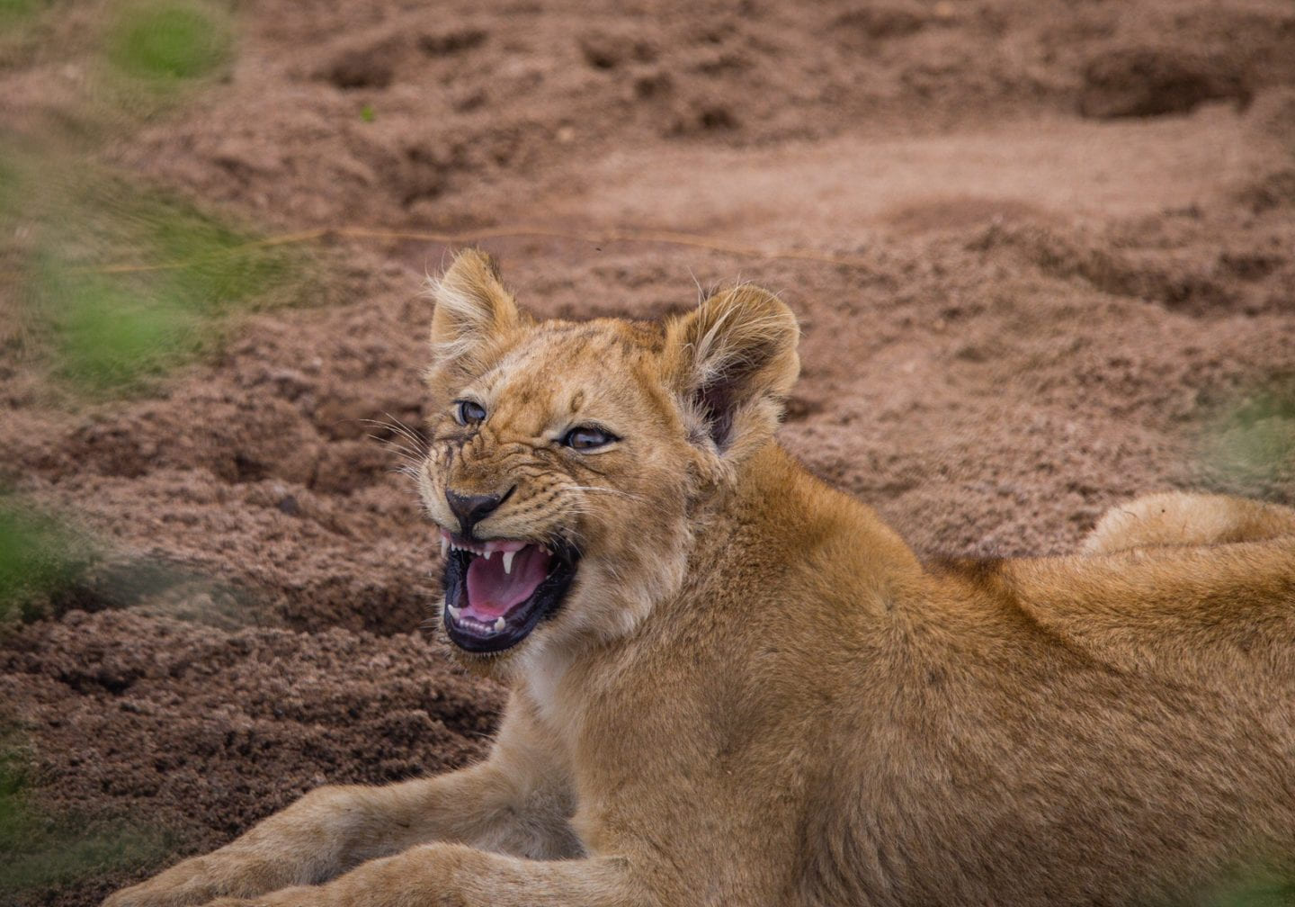 Lion cub showing its fangs in Lake Manyara.
