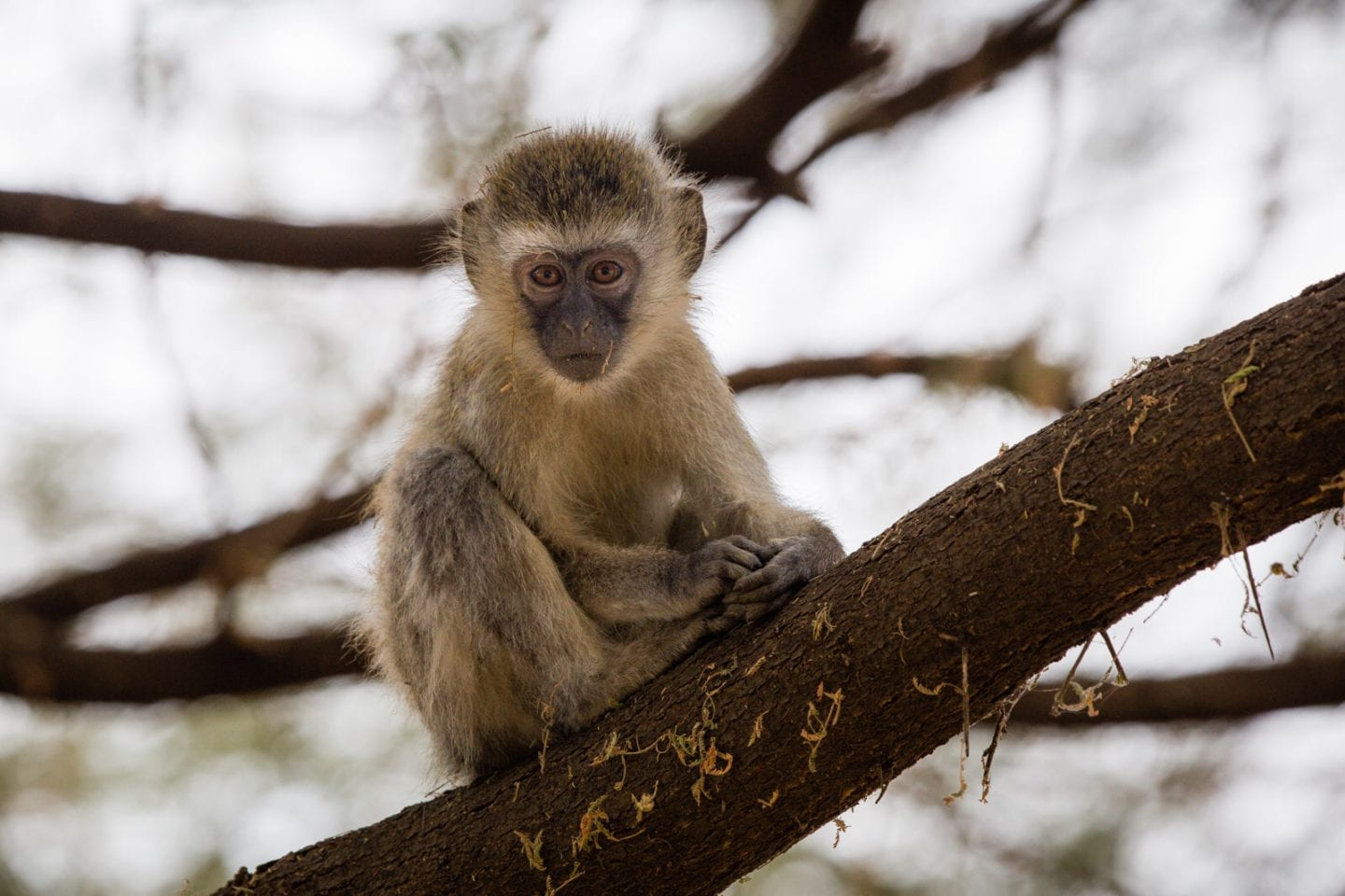 Vervet monkey perched on a tree in Lake Manyara.