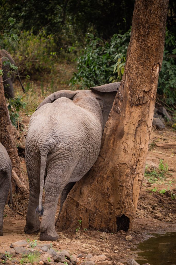 Elephant scratching its belly on a tree in Lake Manyara.