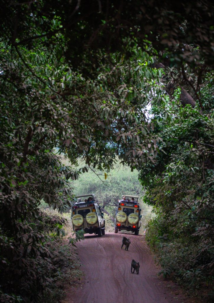 Baboons chasing safari vehicles in Lake Manyara.