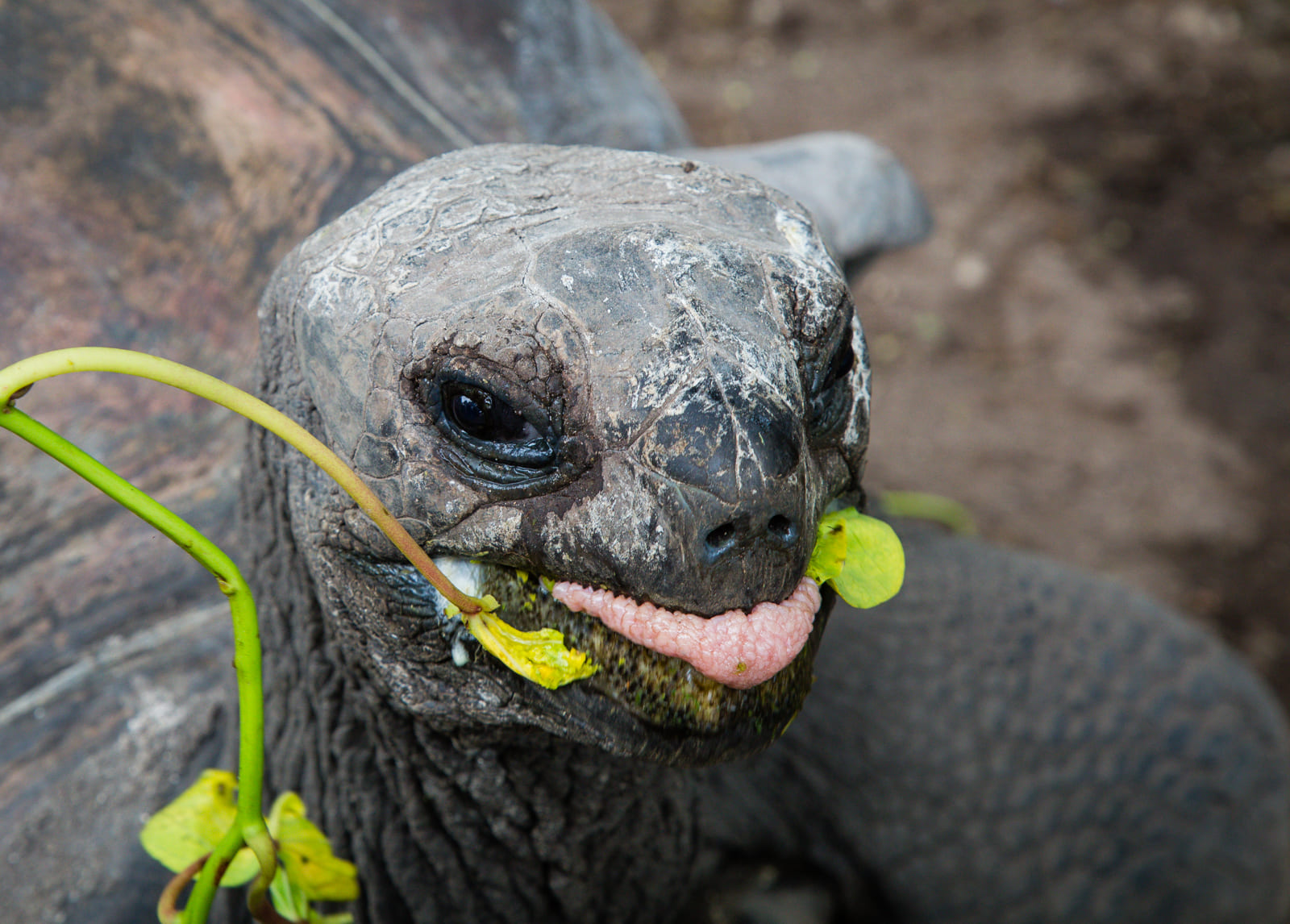 Giant tortoise being fed, La Digue