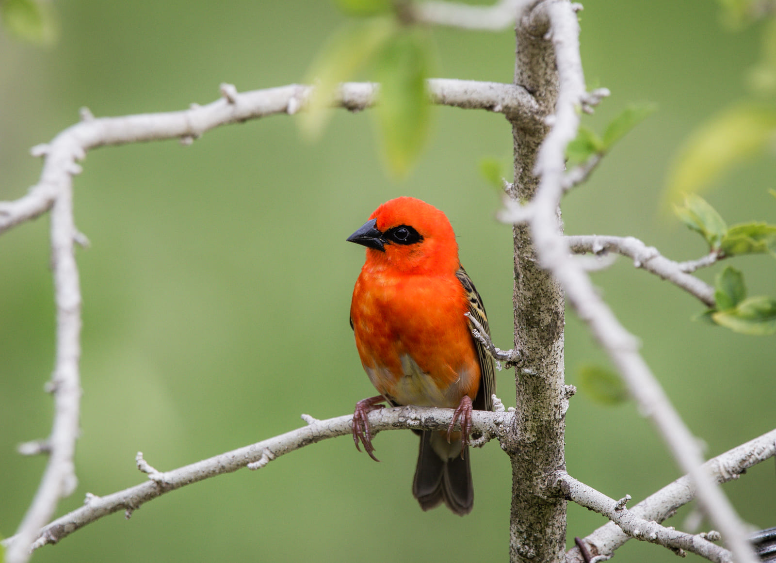 Madagascar fody, La Digue