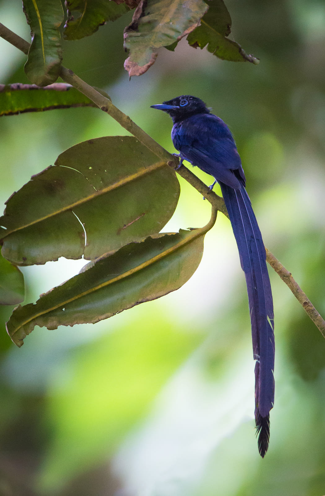 Black Paradise Flycatcher, La Digue