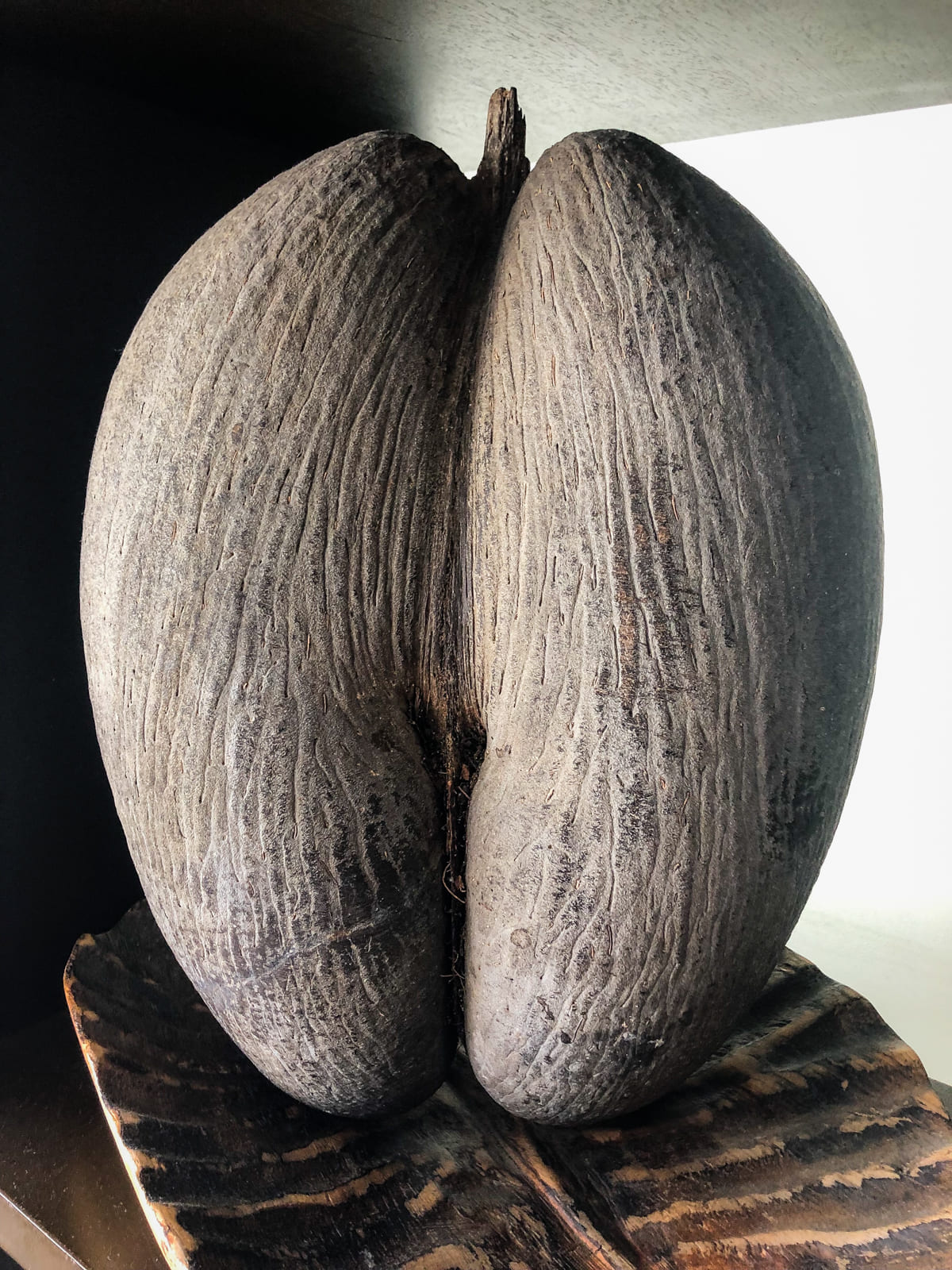 Coco de mer, Seychelles