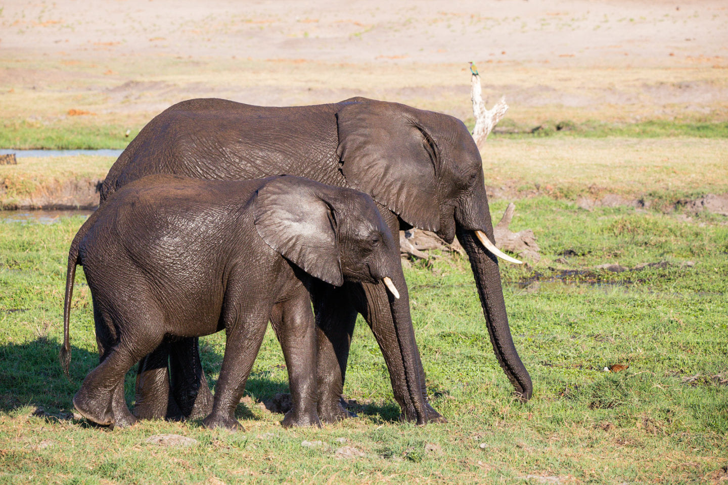 Botswana