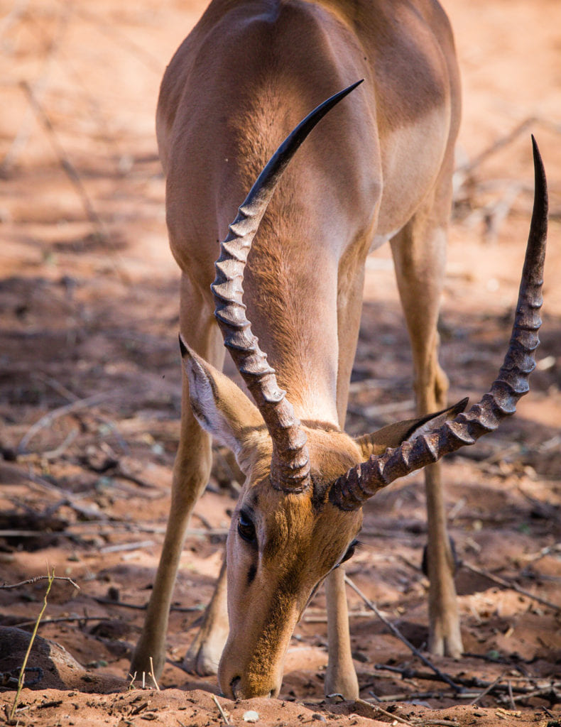 Botswana