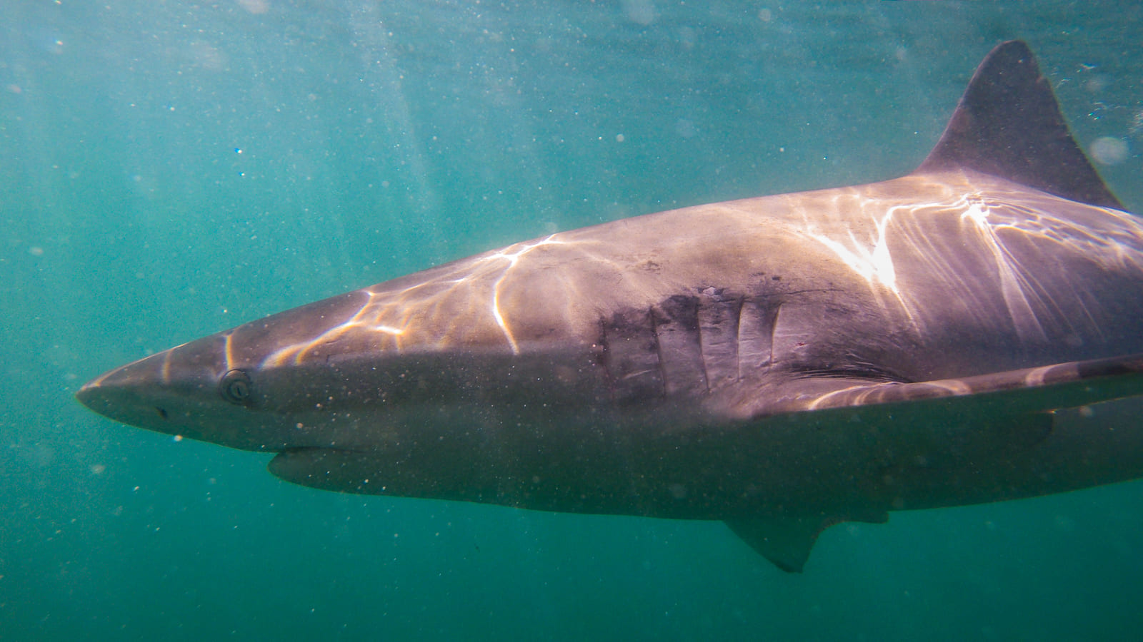 Bronze whaler shark.