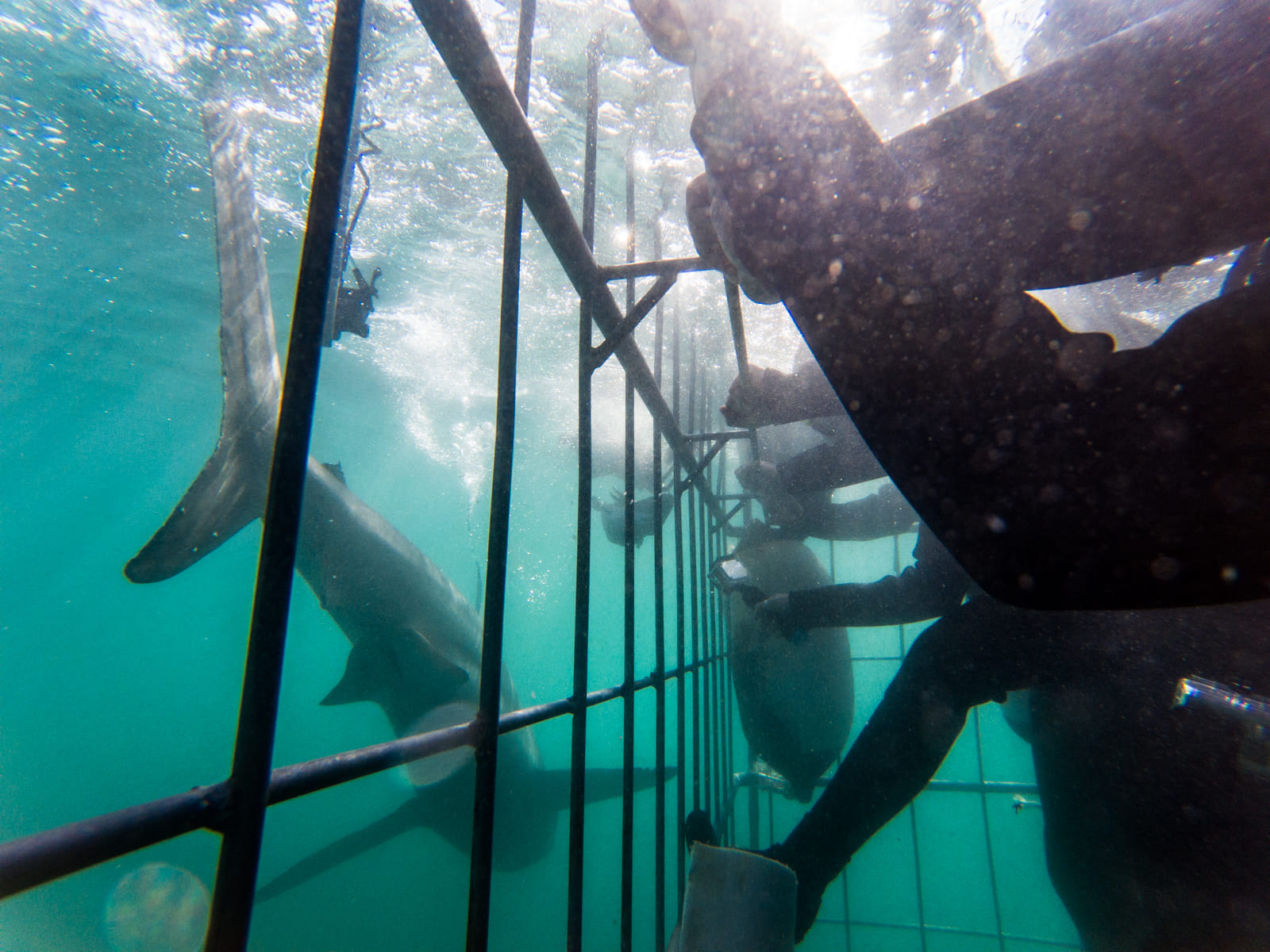 Shark cage diving in Gansbaai.