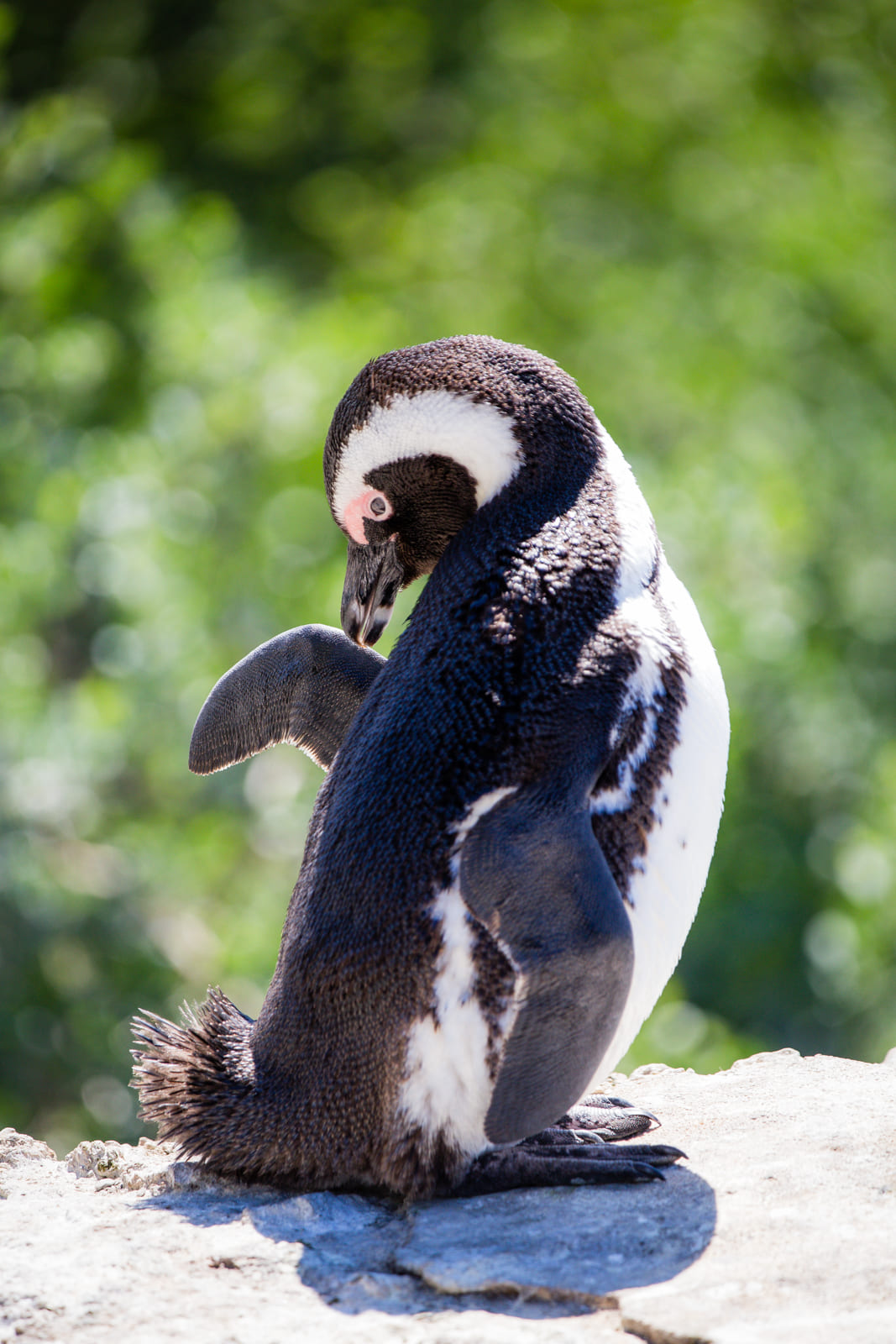 African Penguin on Boulder's Beach.