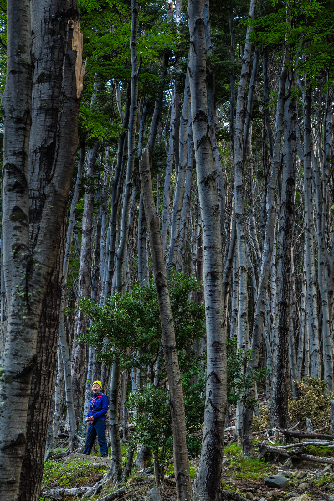 Julie hiking in the forest on the way back from the towers, Torres del Paine.