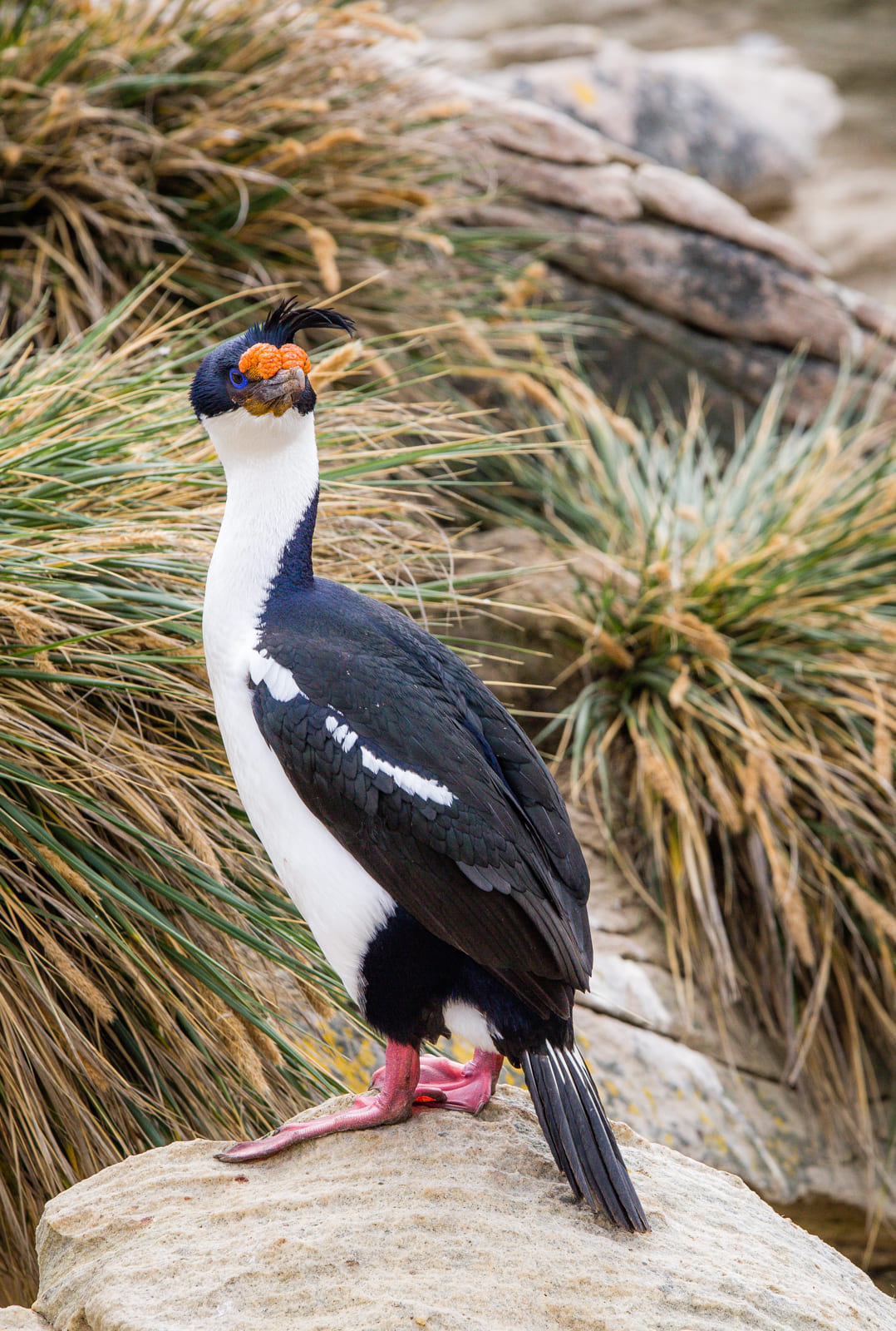 Blue-eyed shag, New Island, Falklands