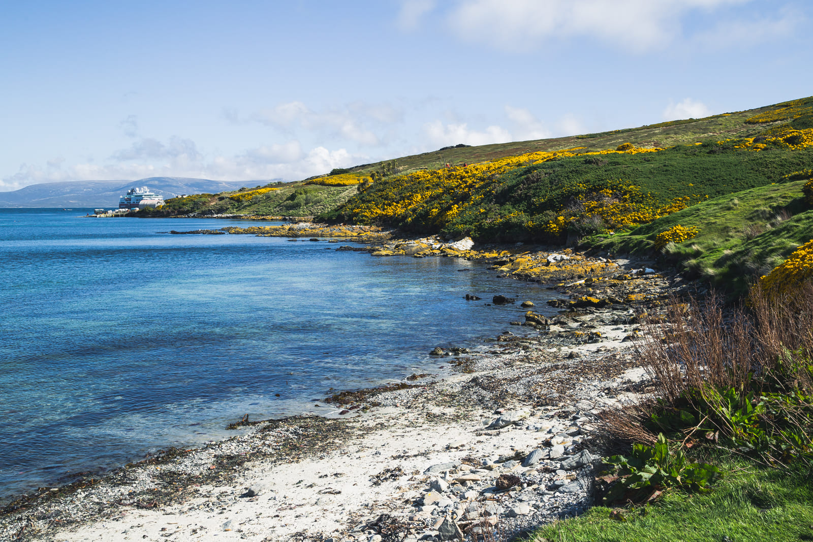 Beach on Carcass Island, Falklands