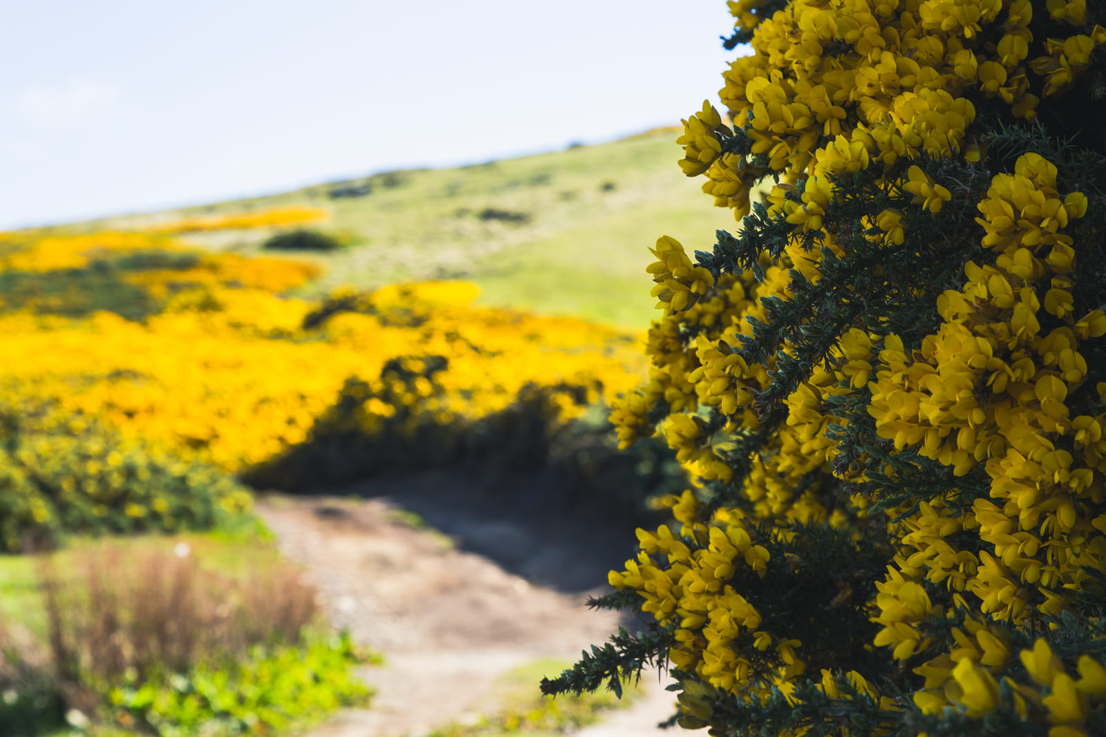 Gorse on Carcass Island, Falklands