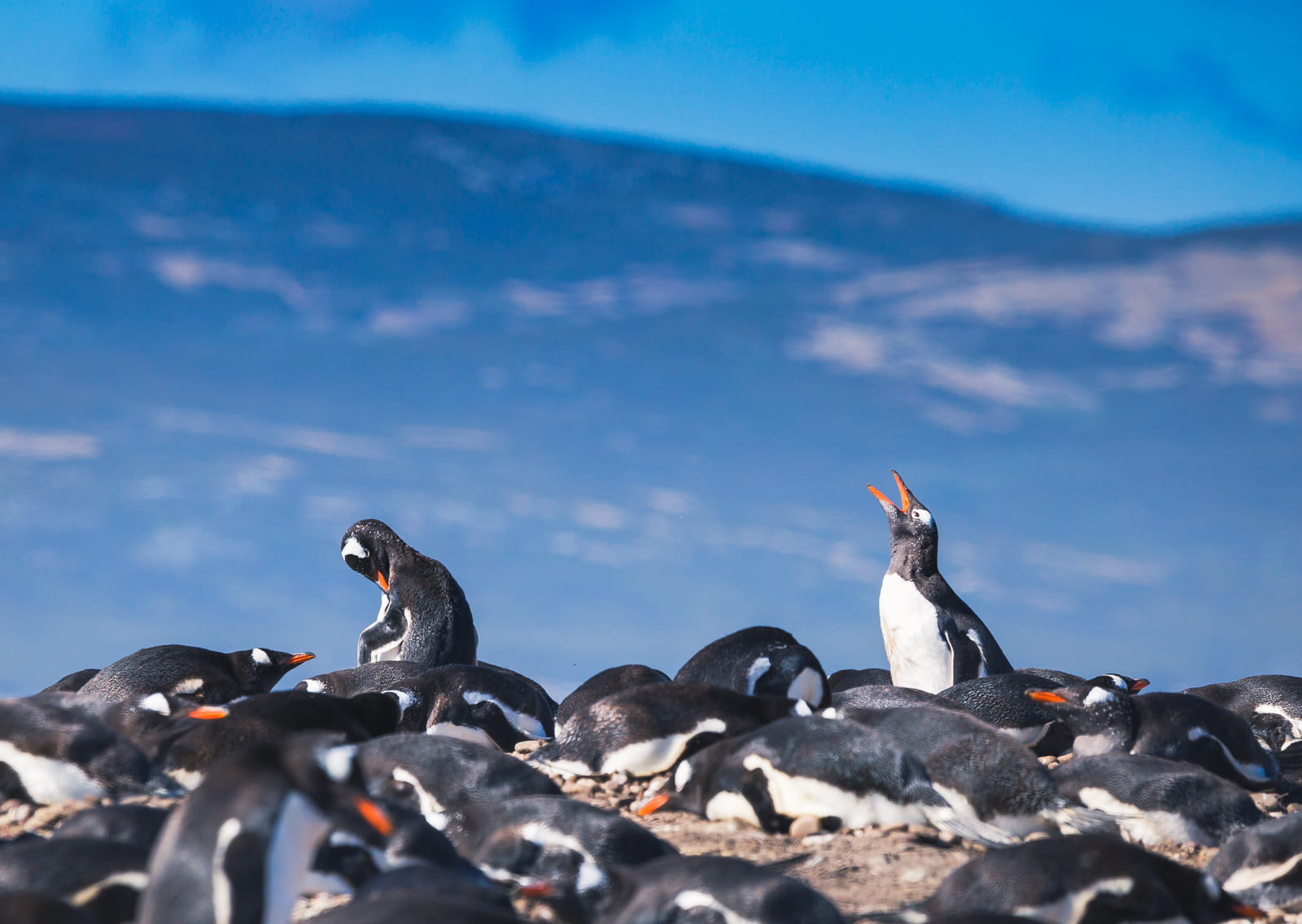 Gentoo penguin rookery on Saunders Island, Falklands