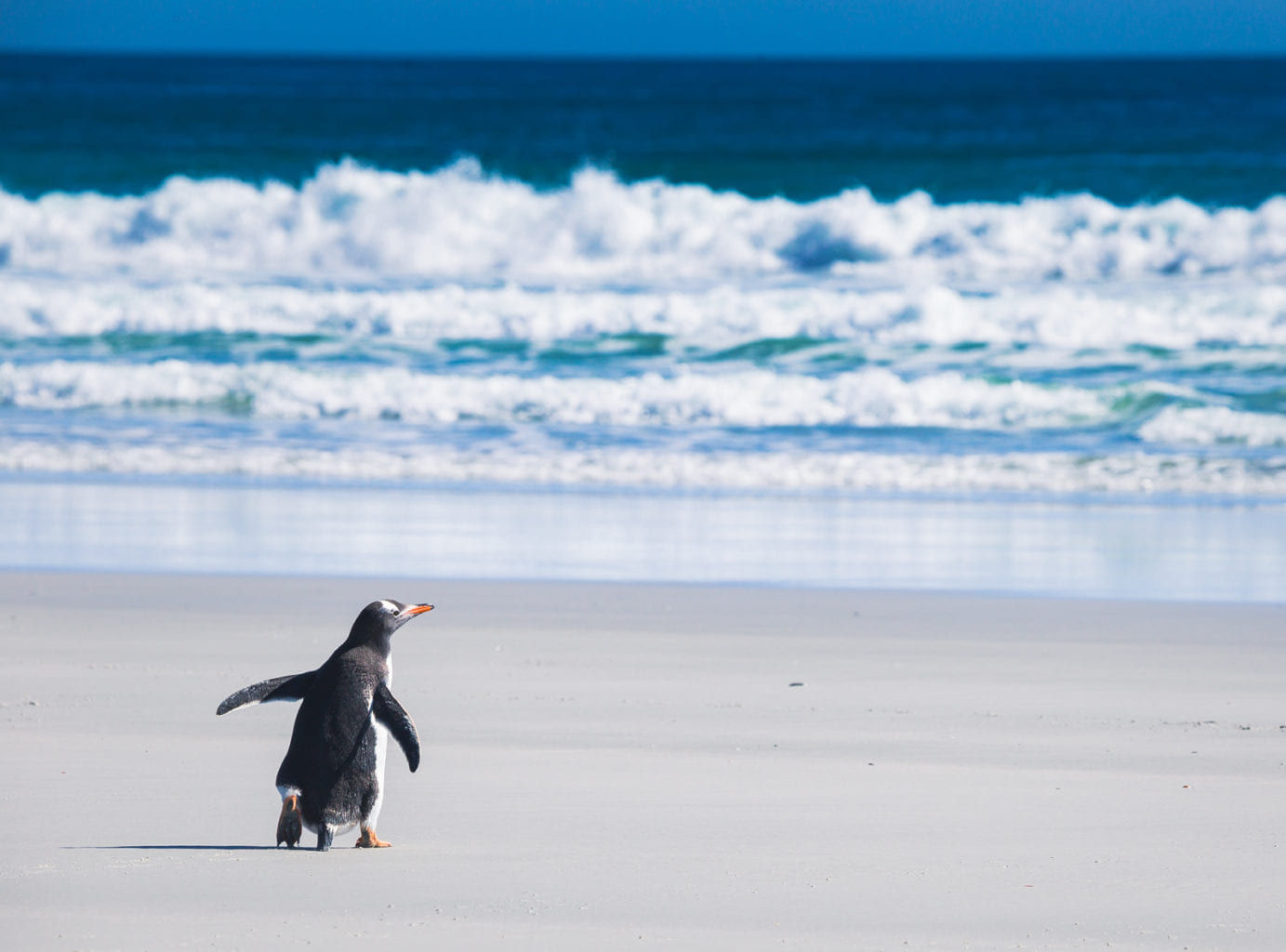 Falkland Islands