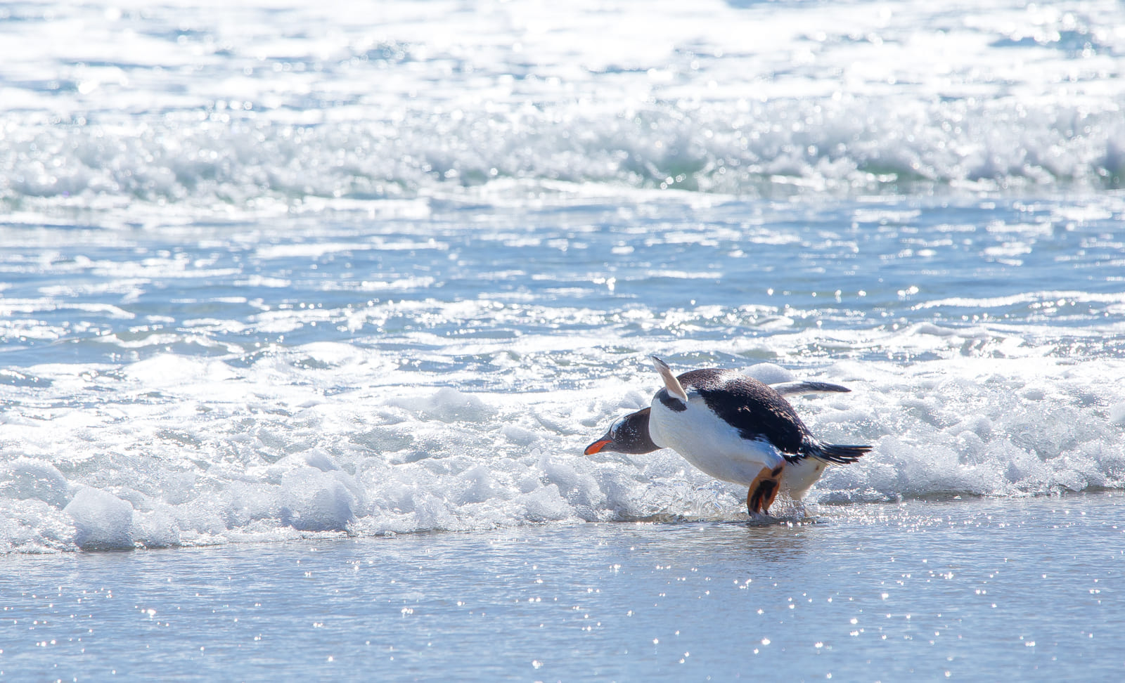 Gentoo penguin going for a swim, Saunders Island, Falklands