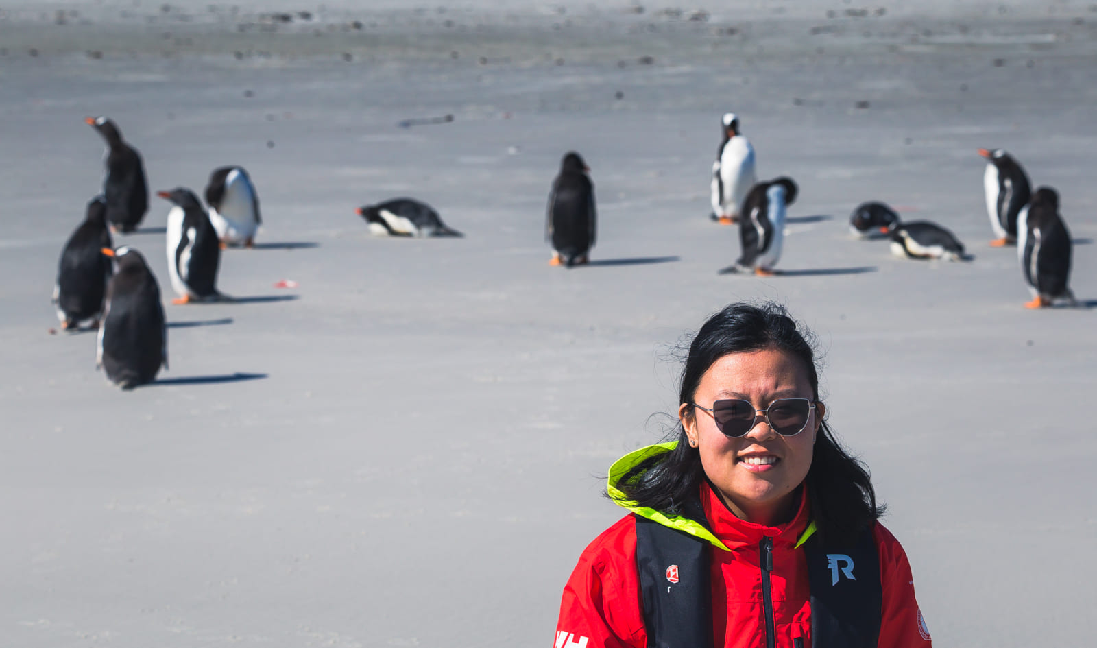 Julie and a group of gentoo penguins, Saunders Island, Falklands